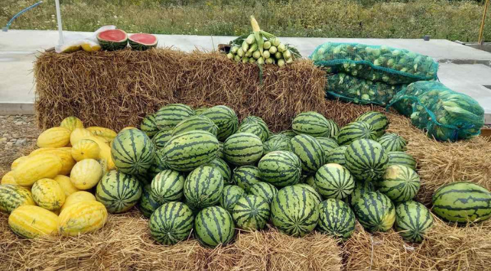 Ціна на кавун з Франківщини не буде нижчою за 8 грн/кг