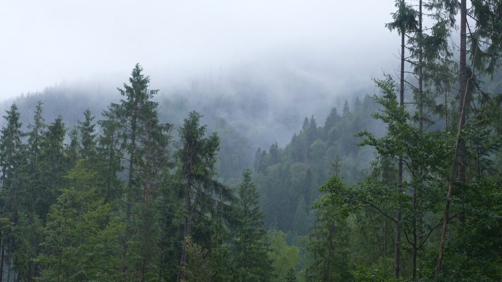 Чому цінним лісам у Карпатах не надають статусу пралісів — відповідь голови Держлісагентства