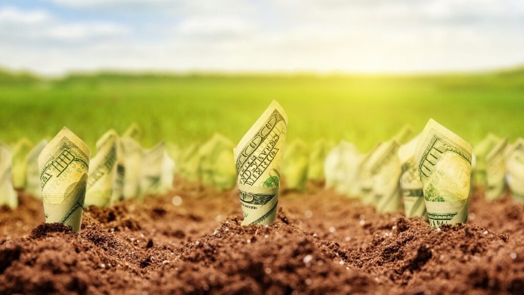 Купюри, вирощені в полі на сонці.