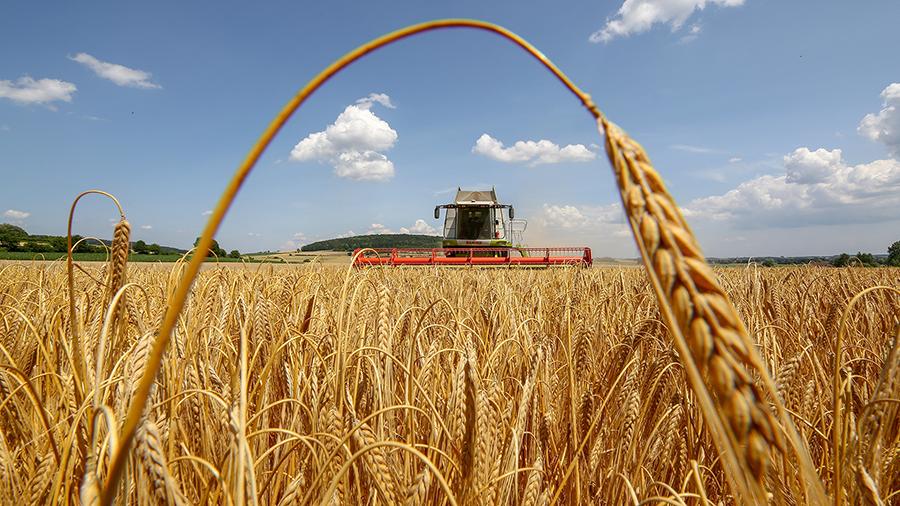 На Прикарпатті уже зібрано 83,7 тисяч тонн збіжжя