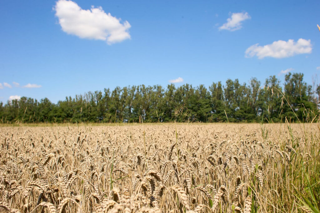 У Франківську збирають врожай та готуються збільшувати посіви