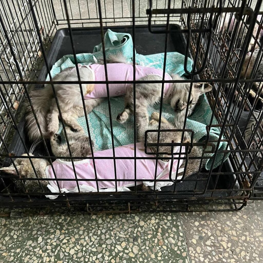 Коти у рожевих одягнах відпочивають у клітці