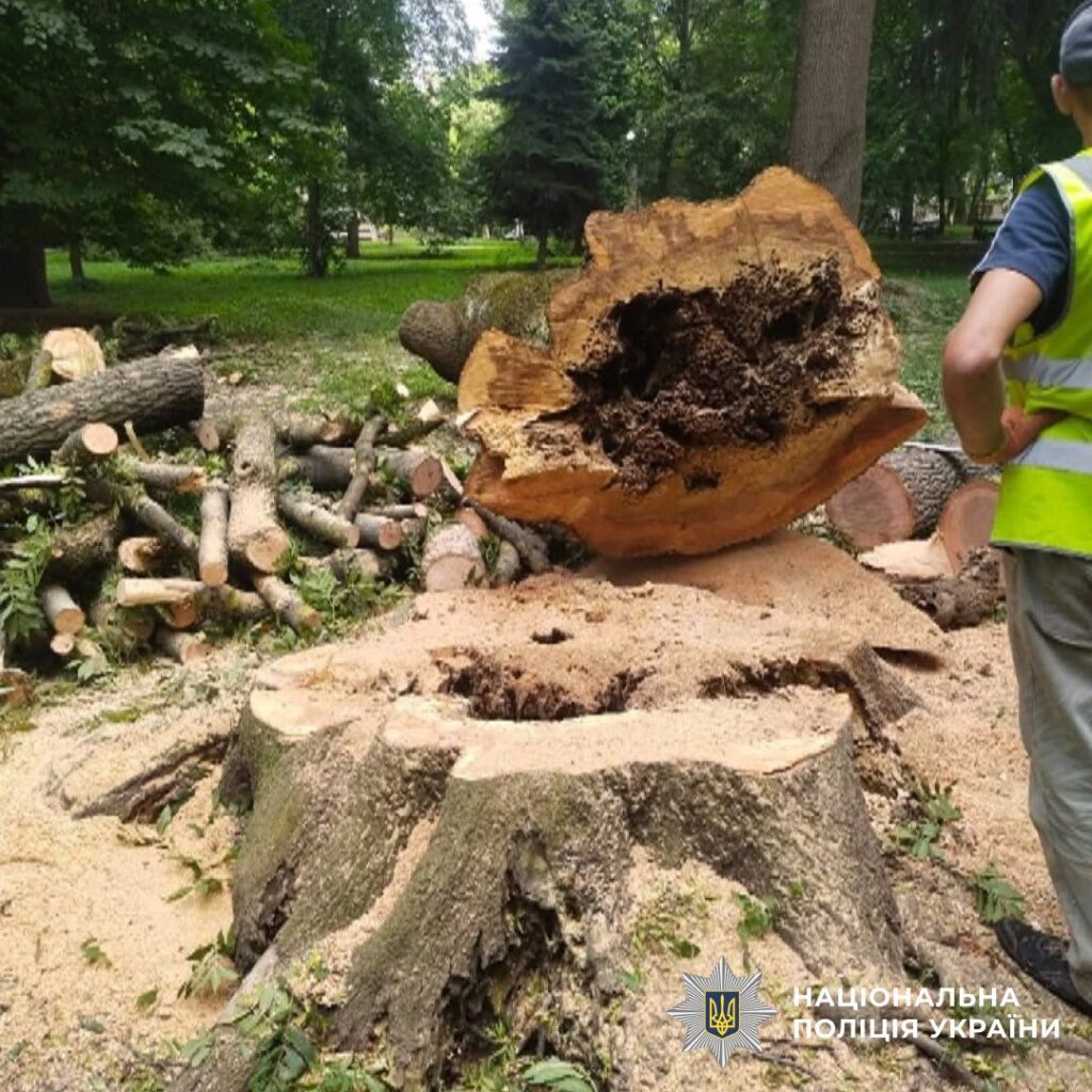 Зрізане дерево з порожнистою серцевиною у парку.