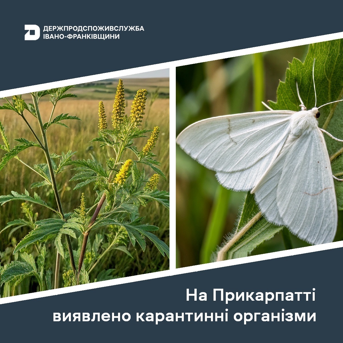 Карантинні організми виявлено у Прикарпатті
