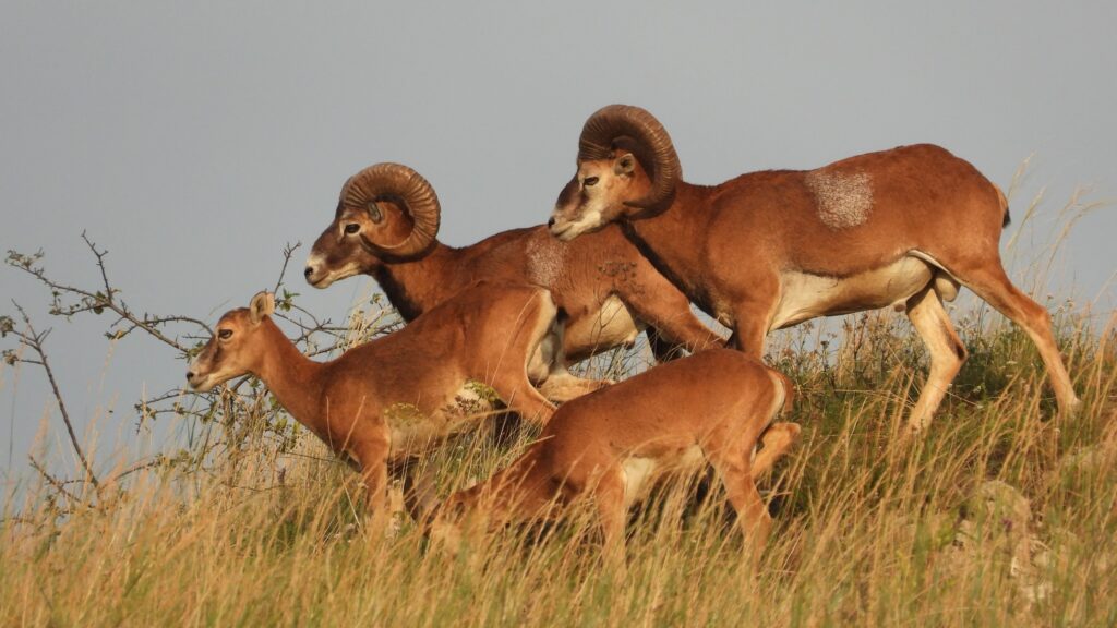 Прикарпатська "Асканія Нова" або як живуть дикі тварини на Касовій горі