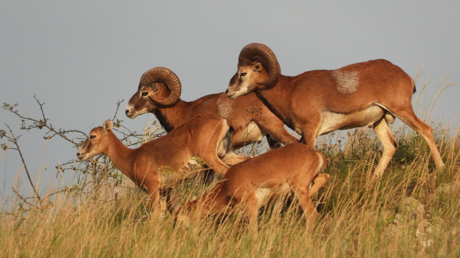 Прикарпатська "Асканія Нова" або як живуть дикі тварини на Касовій горі