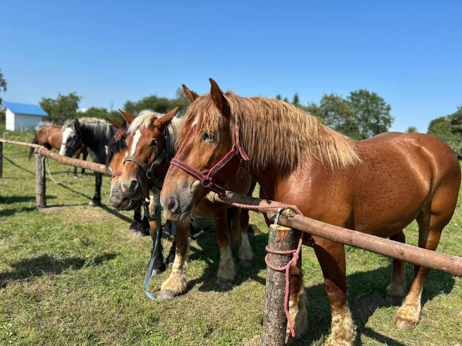 «Оґир-фест»: на Франківщині провели виставку та змагання благородних порід коней