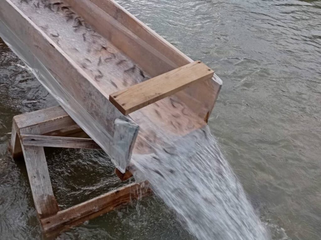 Вода зливається дерев'яним жолобом у річку.