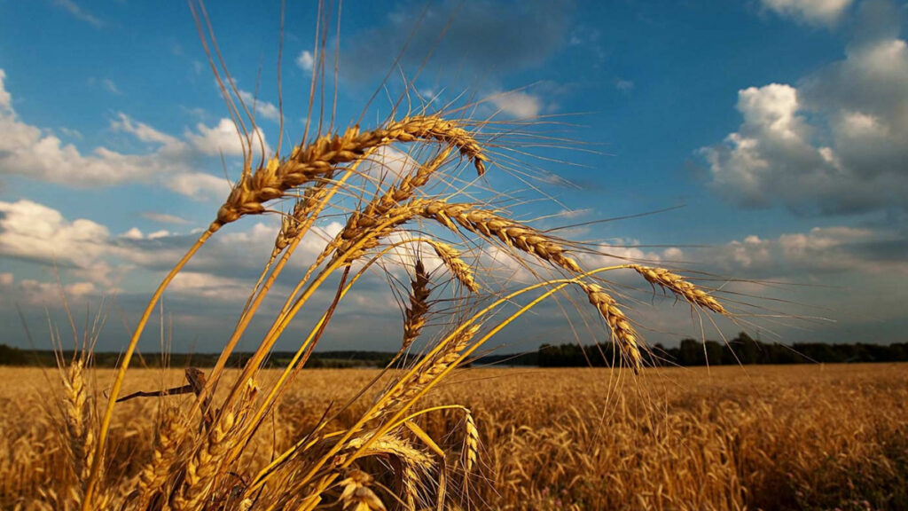 Якою буде погода у Франківську та області 30 серпня