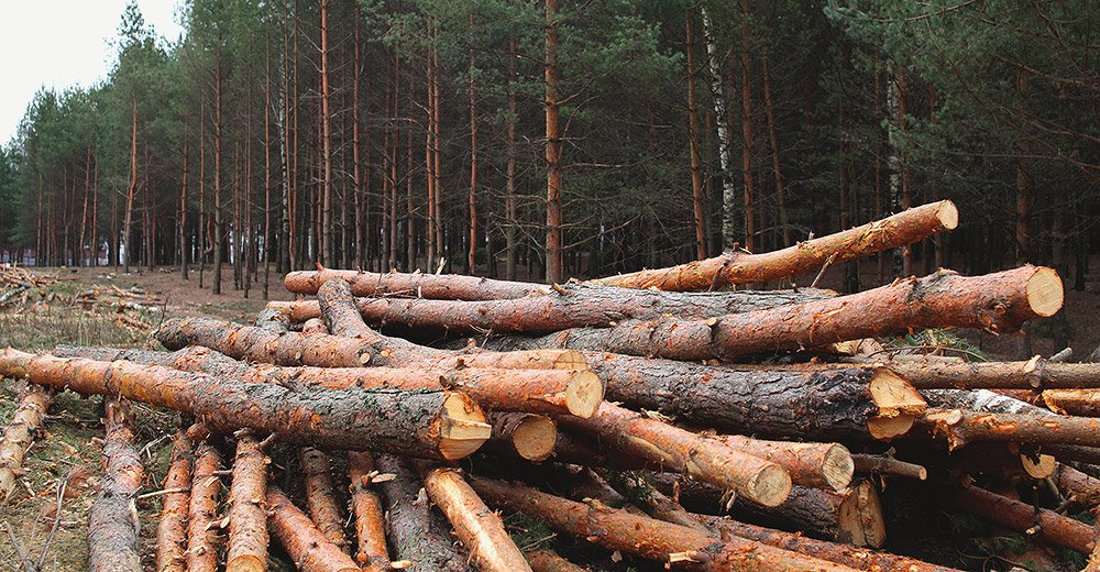 Соснова деревина у лісовій зоні