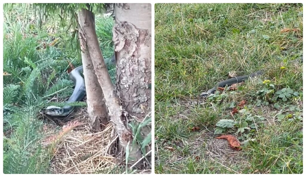 На міському озері Івано-Франківська помітили велику змію. ВІДЕО