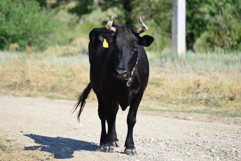 Прикарпатка отримала штраф через корову, яка потрапила у ДТП