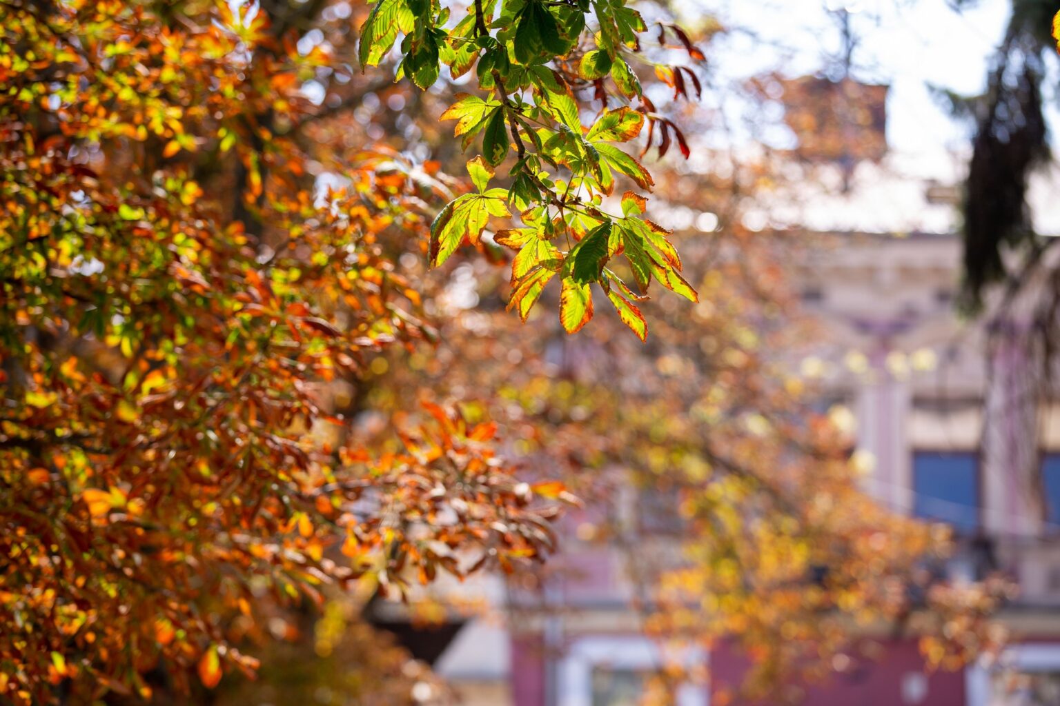 Якою буде погода на Івано-Франківщині 19 вересня