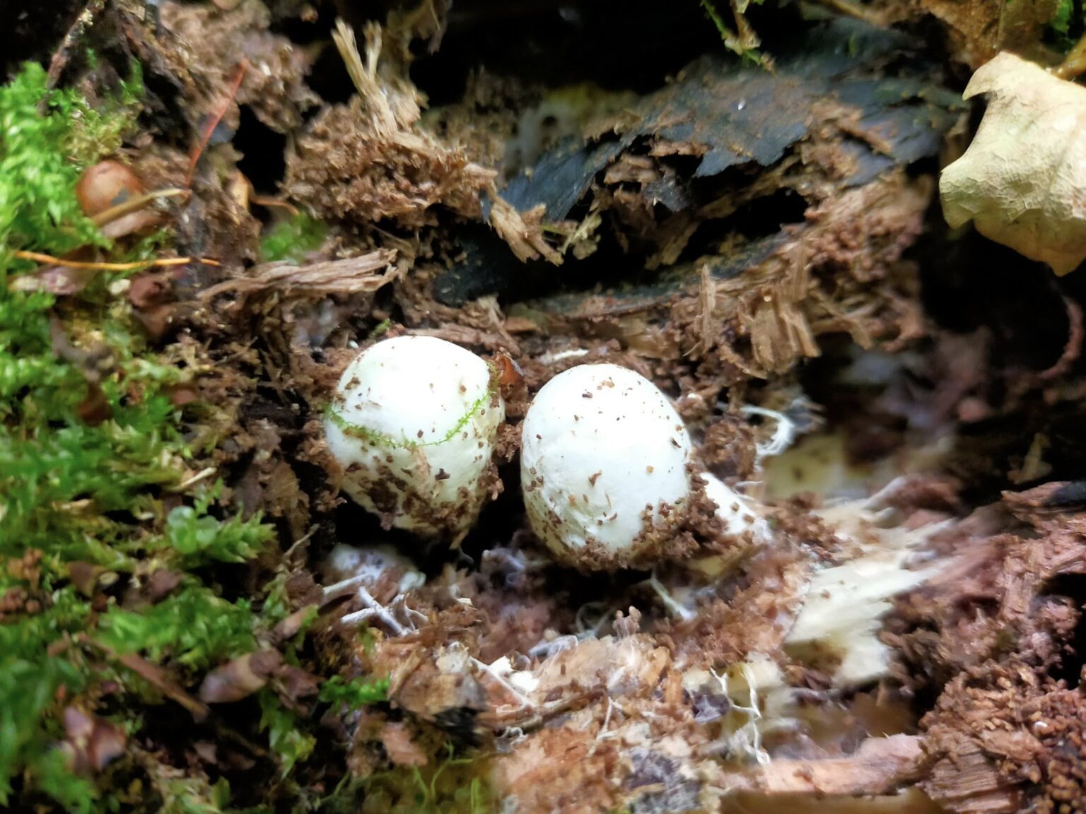 На Прикарпатті знайшли рідкісний гриб. ФОТО