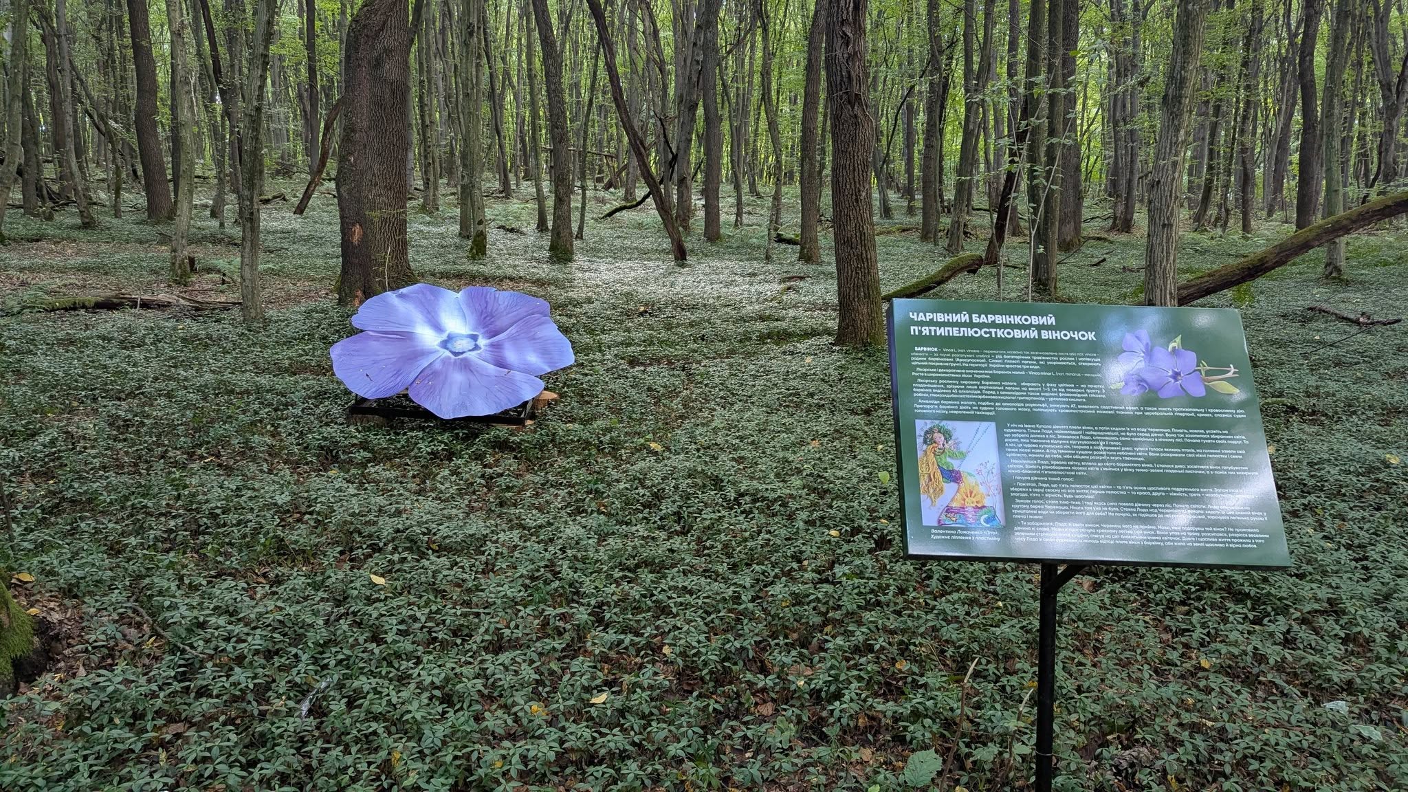 Велика квітка барвінку у лісовій зоні