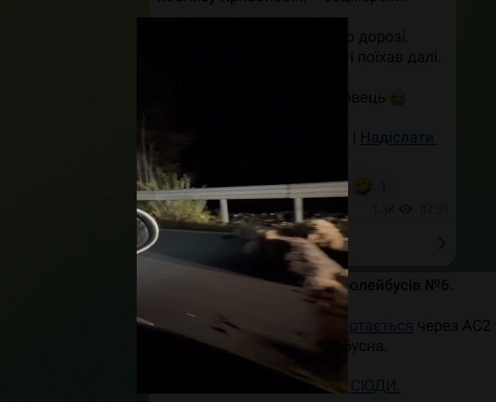 На Прикарпатті авто на швидкості в'їхало в отару овець: по дорозі розкидано близько десятка туш мертвих тварин ВІДЕО 16+