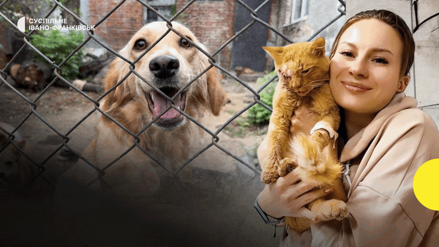 Волонтерить у притулках, лікує та годує безпритульних тварин. Історія ветеринарки Анни Гришко із Донеччини