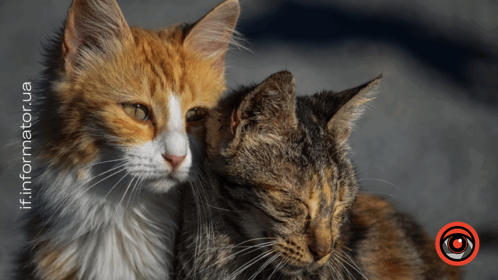 У Франківську маленькі безпритульні хвостики шукають людей з великим серцем