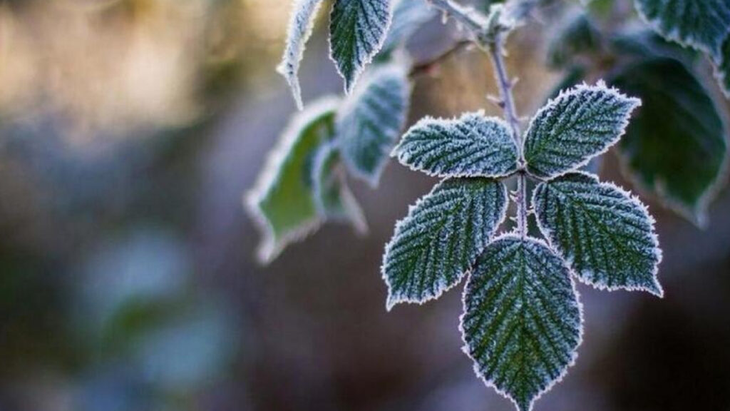 Листя, покрите інеєм, на гілці