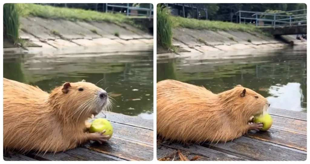 Нутрія біля води тримає зелене яблуко