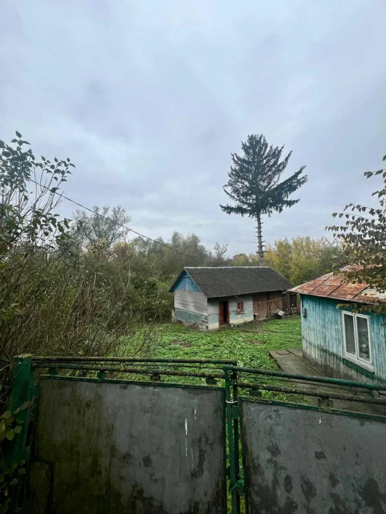 Сільський двір із дерев'яними хатами та високою ялинкою