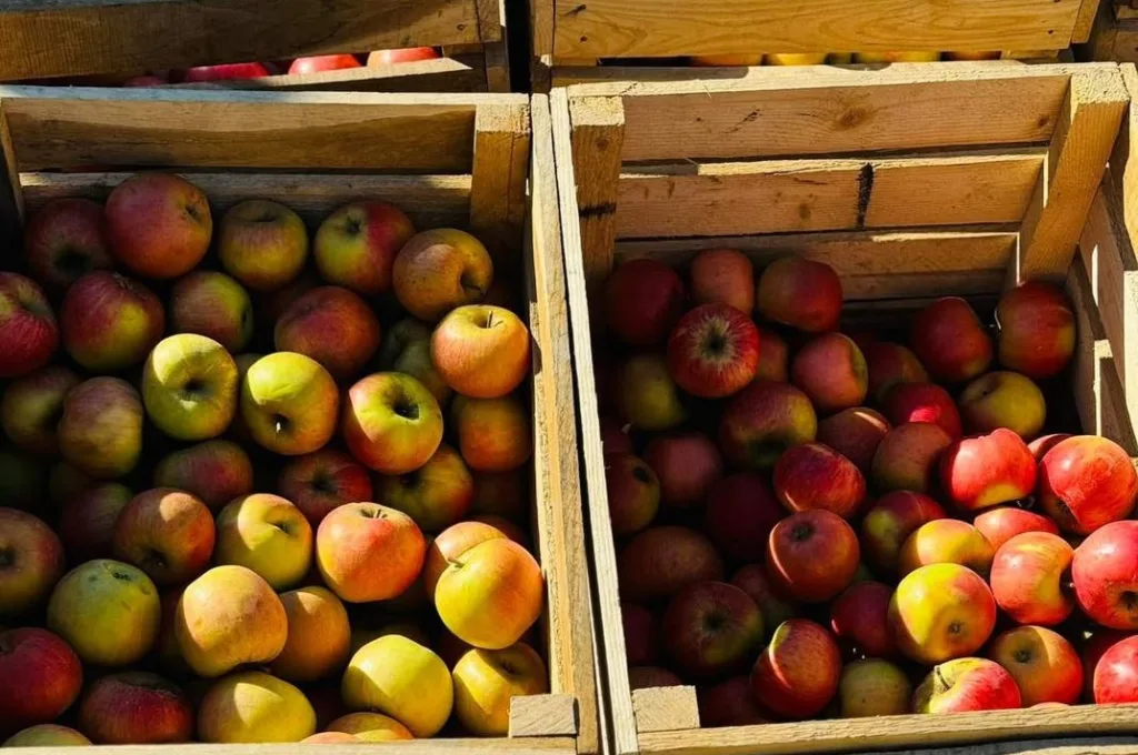 Яблука у дерев'яних ящиках на ринку