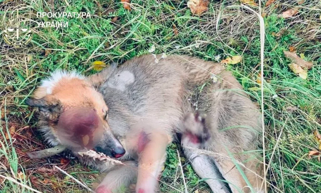 Поранений собака лежить на траві