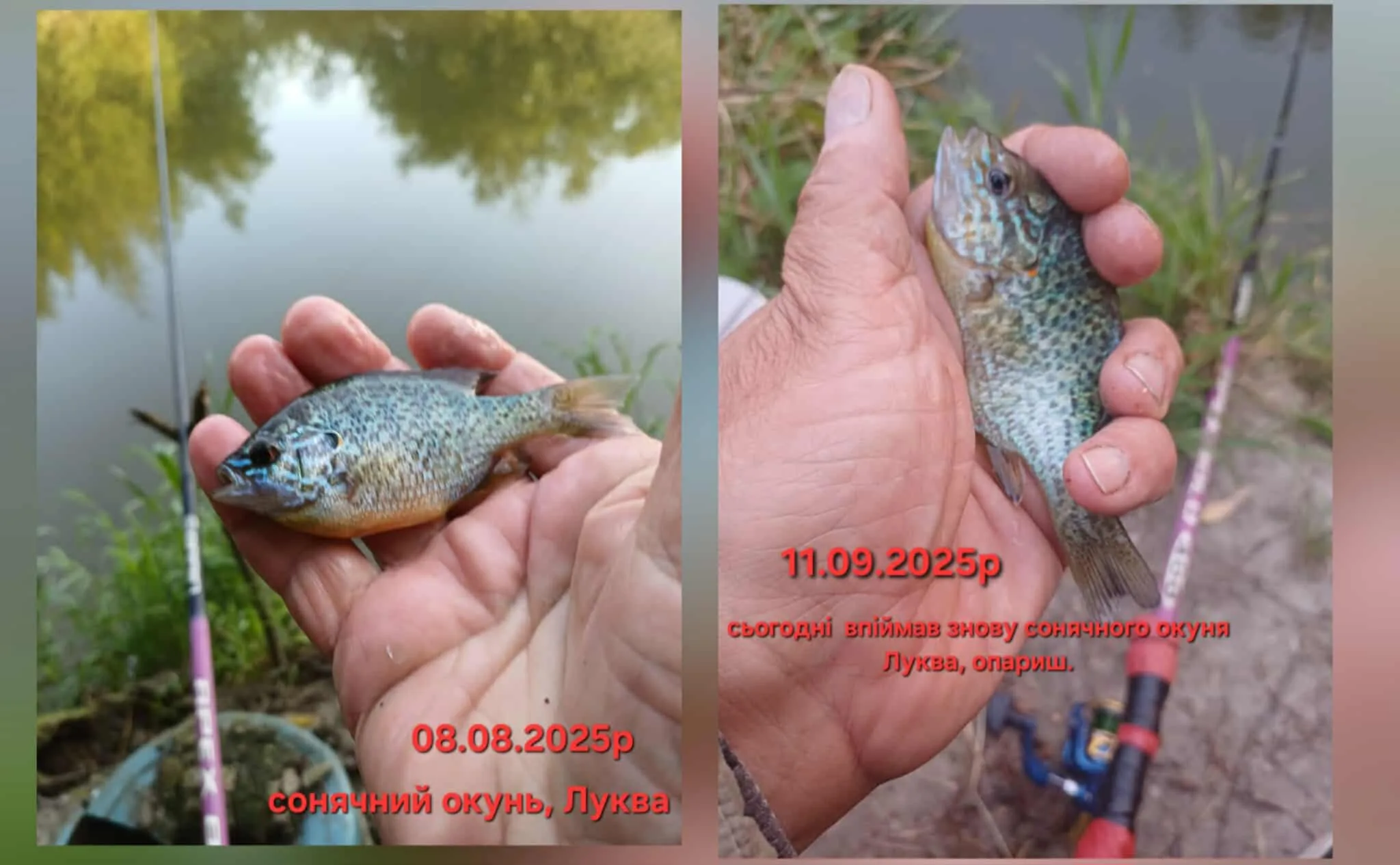Сонячний окунь у руці біля річки