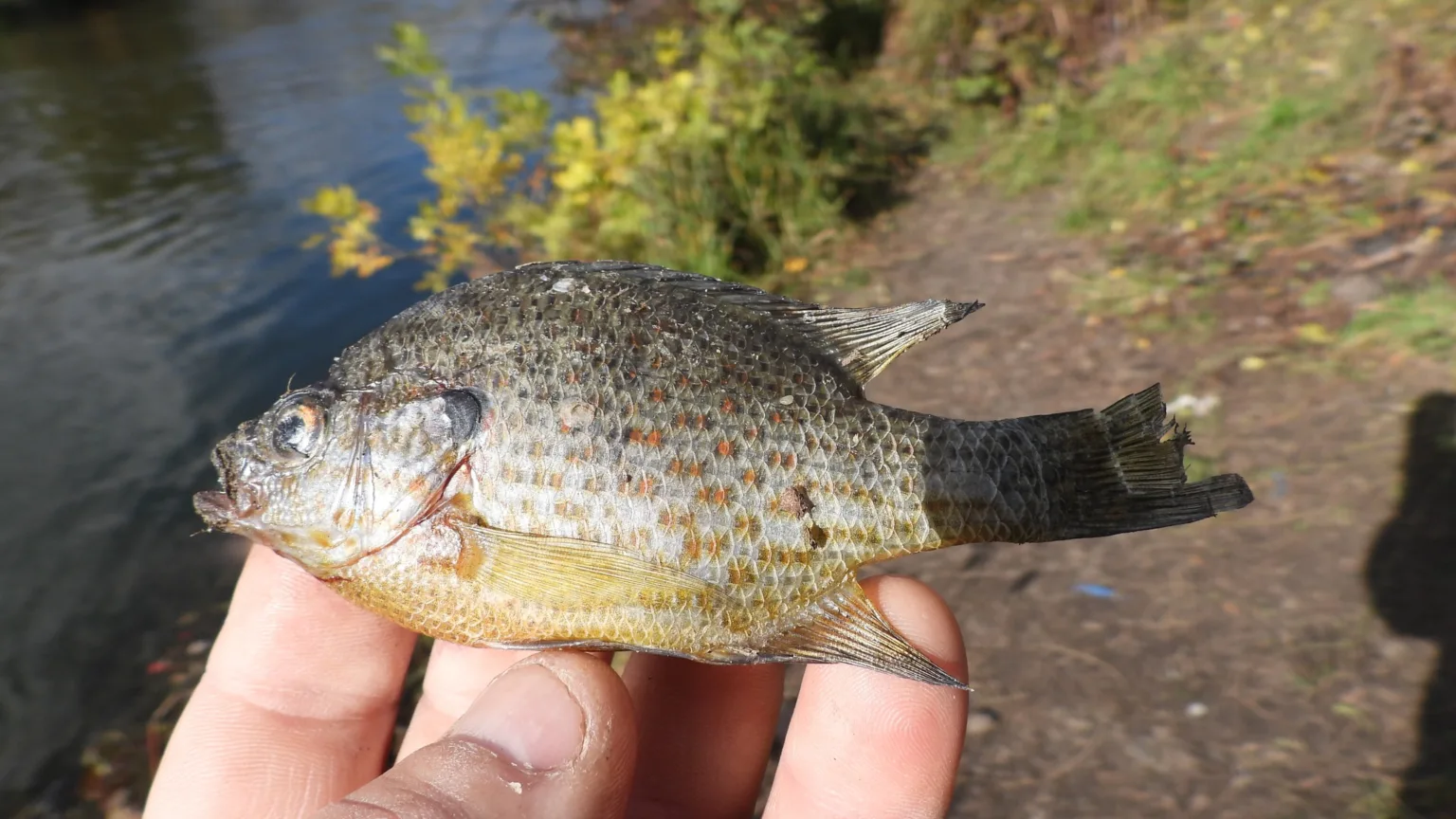 Людина тримає маленьку рибу біля водойми