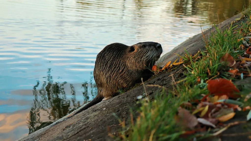 Нутрія біля води на березі річки