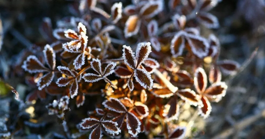 Мороз на коричневому осінньому листі