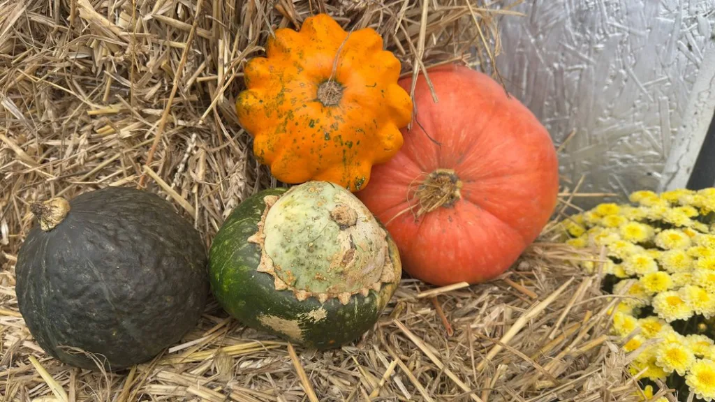 Різнокольорові гарбузи на сіні восени