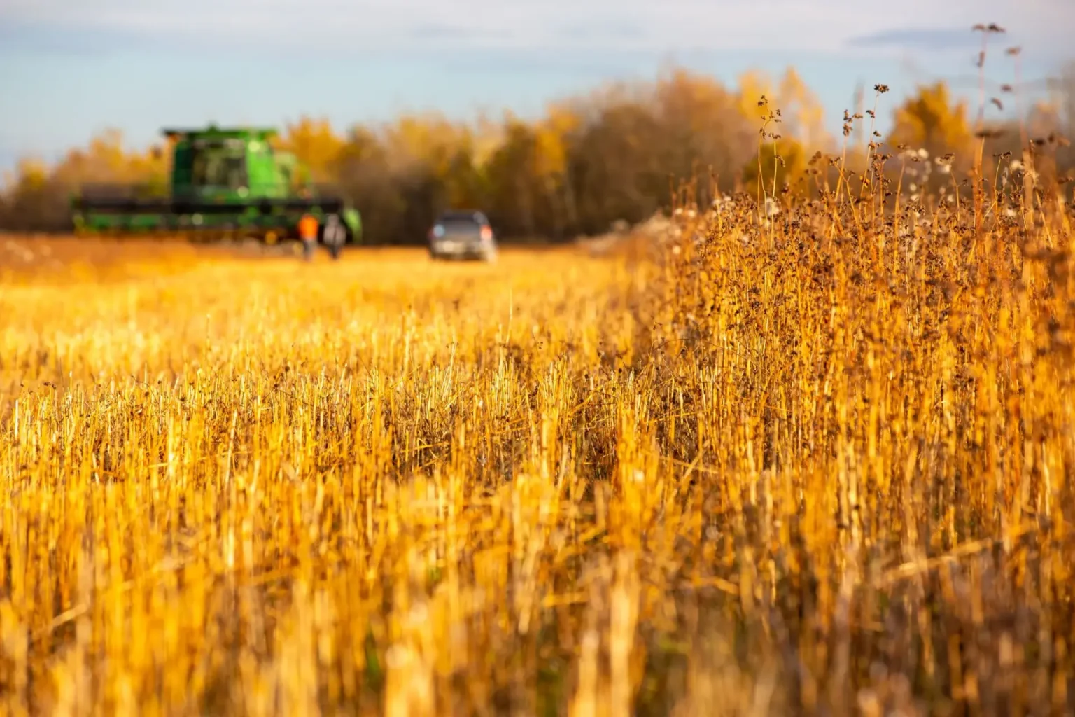 Жовте поле ріпаку восени з технікою на тлі