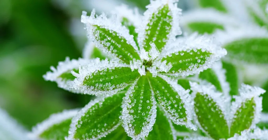 Зелений лист з кристалами інею