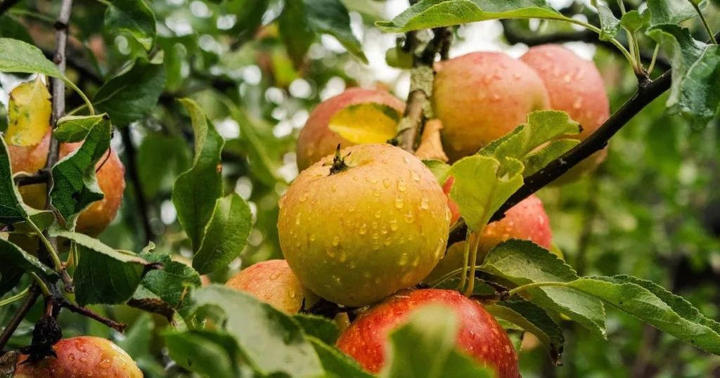 Червоні яблука на дереві з краплями води