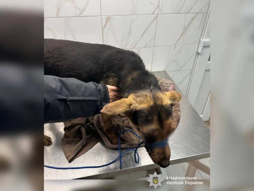 Поліція рятує пораненого собаку у клініці