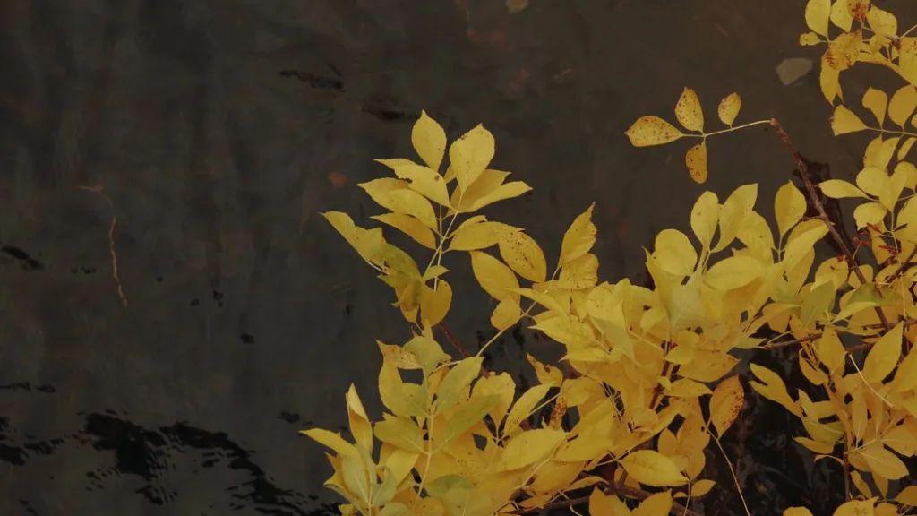 Жовте осіннє листя над темною водою