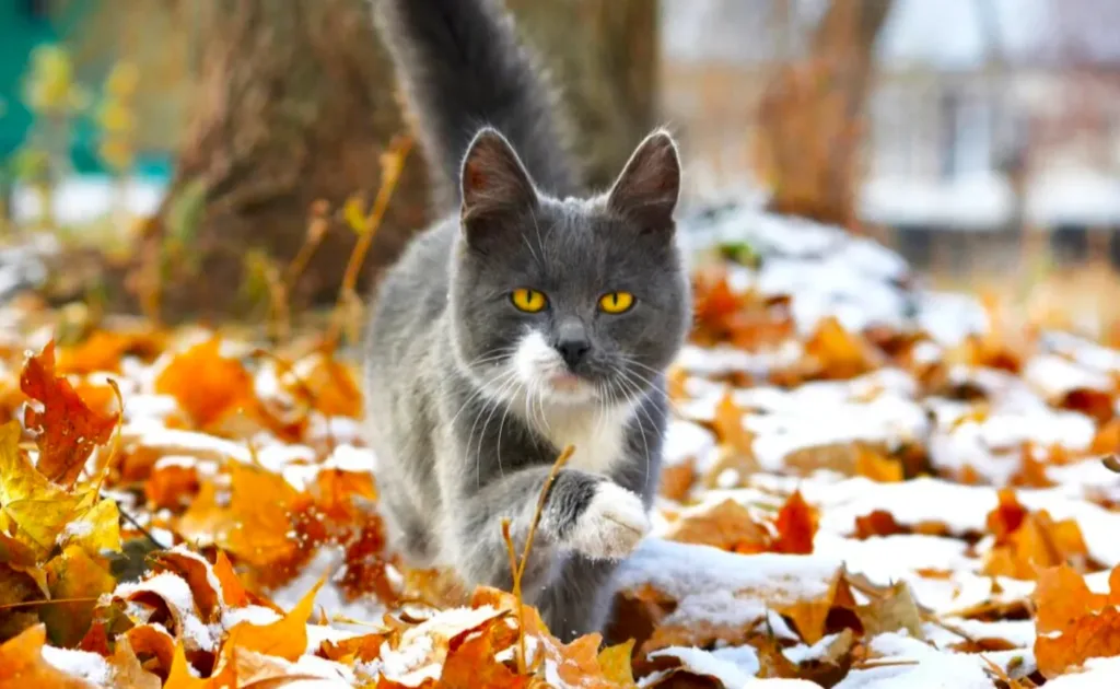 Сірий кіт йде серед осіннього листя