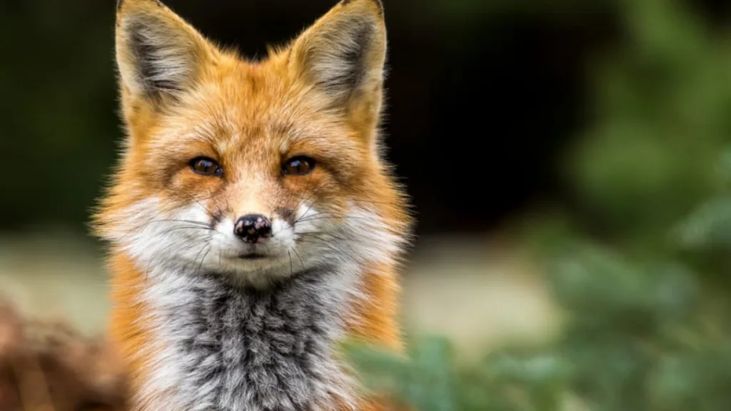 Руда лисиця дивиться в камеру на природі