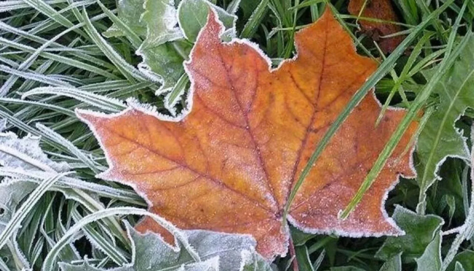 Морозний кленовий листок на зеленій траві