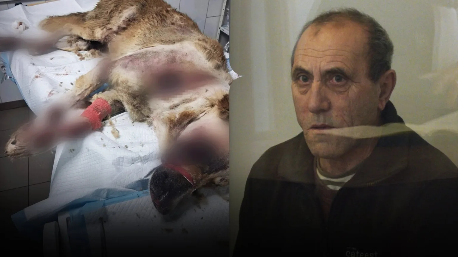 Поранена собака на столі та літній чоловік