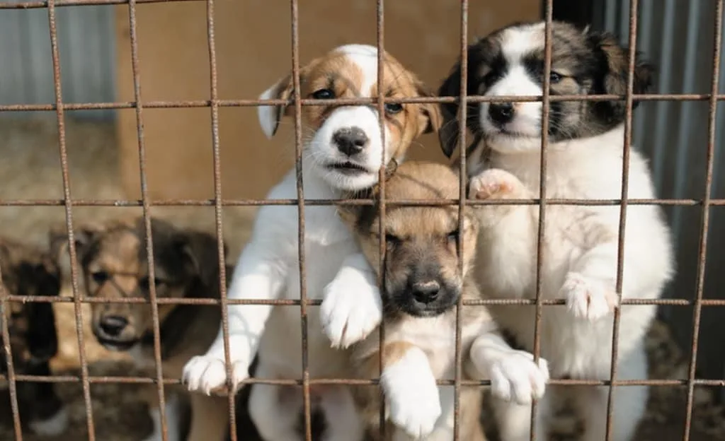 Цуценята у притулку за ґратами очікують дому