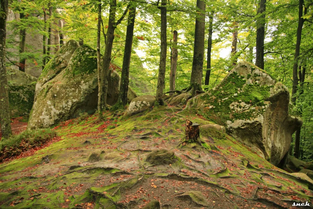 Скелі та дерева у зеленому лісі Карпат