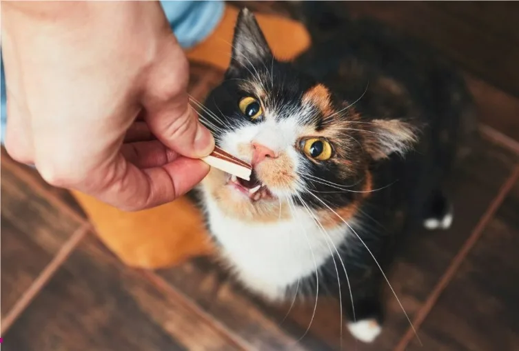 Кішка отримує ласощі від людини