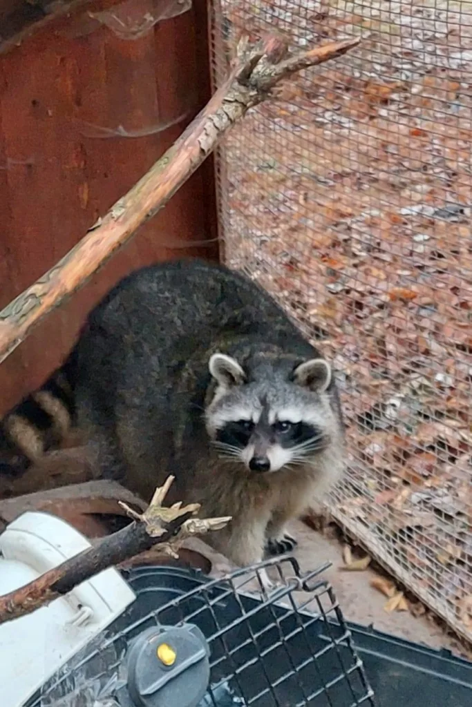 Єнот біля сітки у загороді