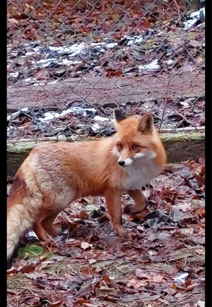 Руда лисиця стоїть серед осіннього листя