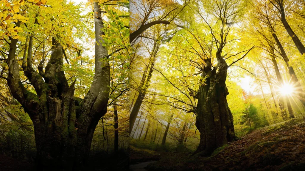 Старі дерева в осінньому лісі під сонячним світлом