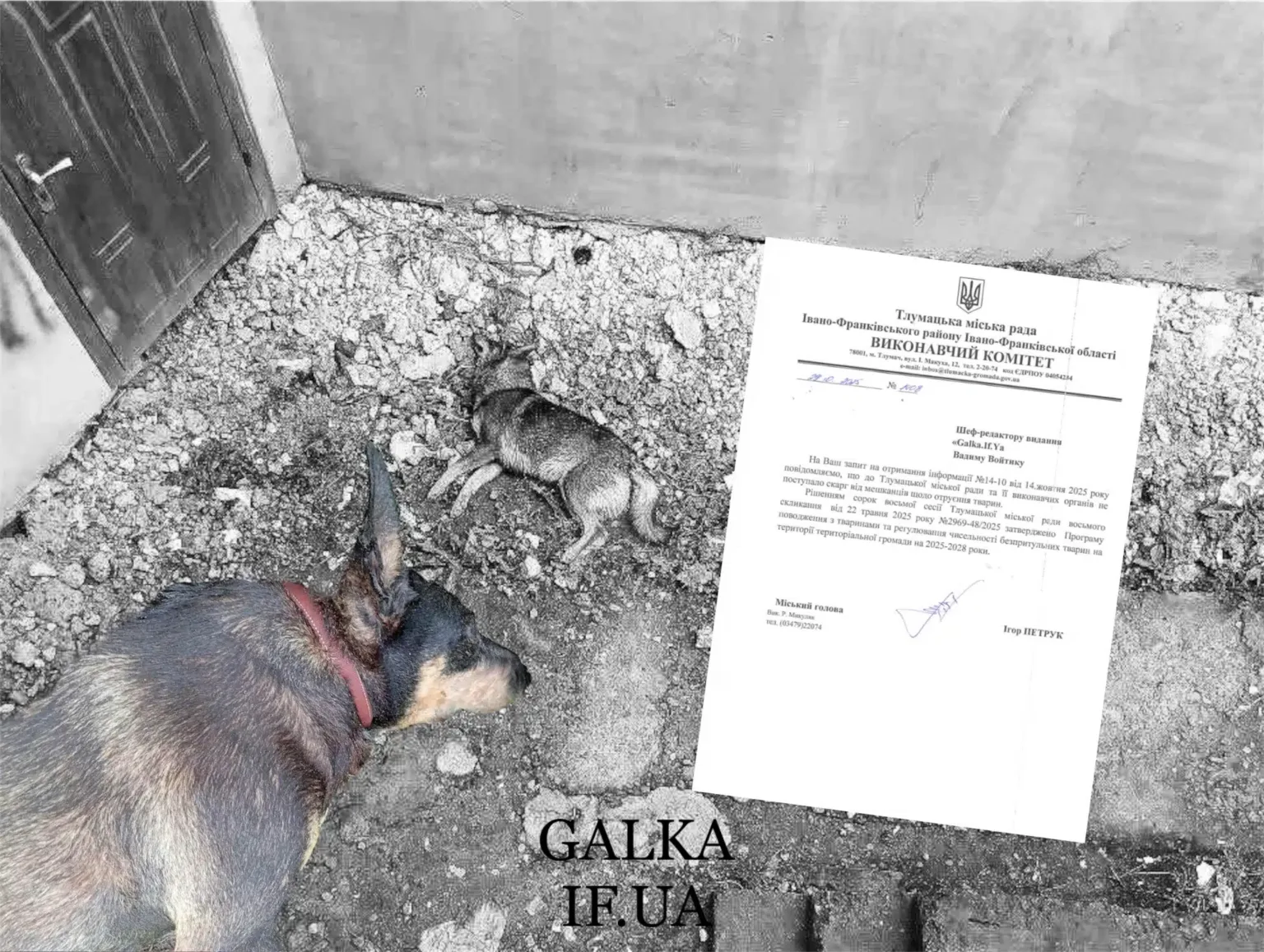 Собака біля мертвого цуценяти та офіційного листа