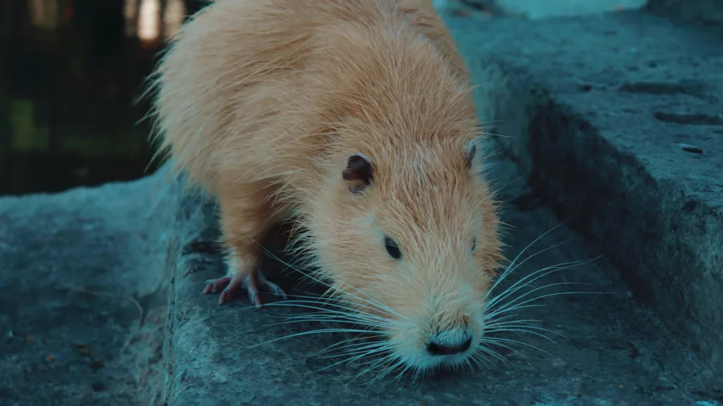 Бежева нутрія стоїть на камені біля води