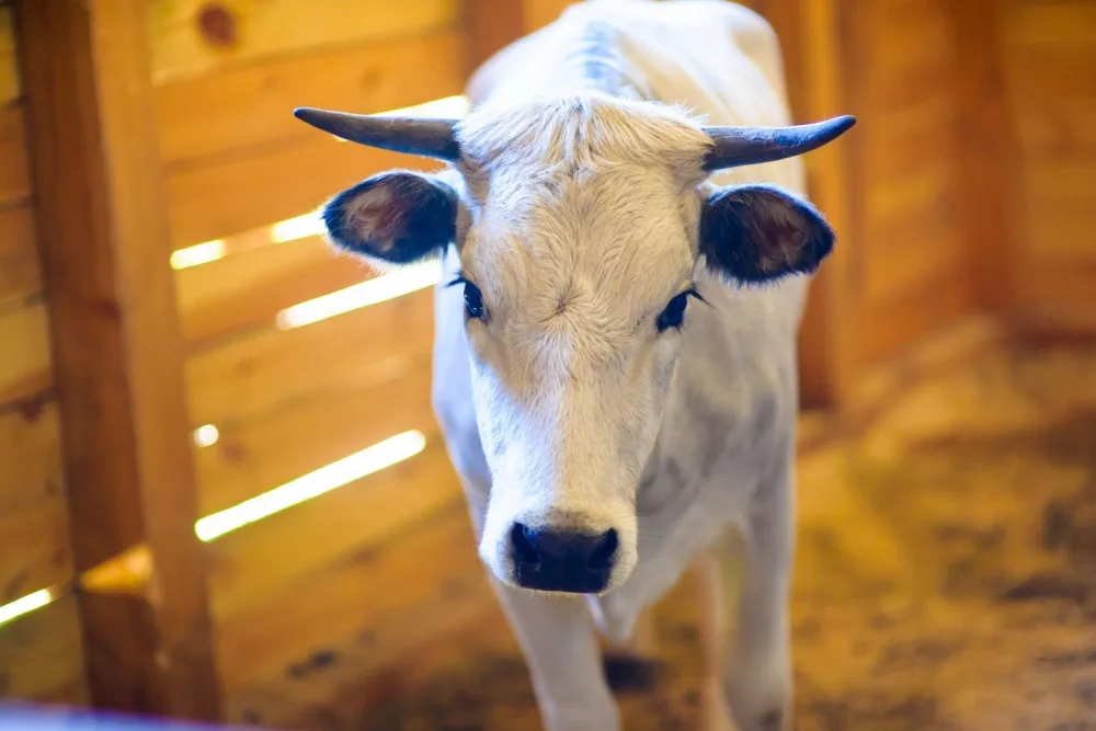 Біла корова стоїть у дерев'яному хліві
